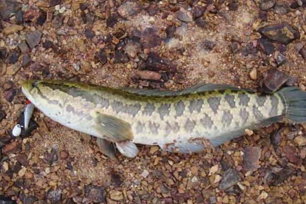 養殖烏鱧技術的三個關鍵