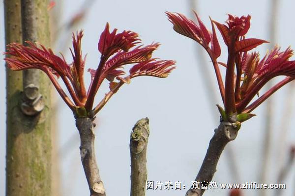 香椿科學種植技術