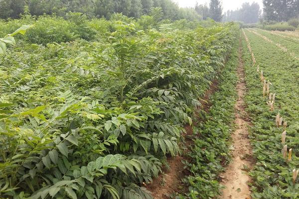 香椿科學種植技術