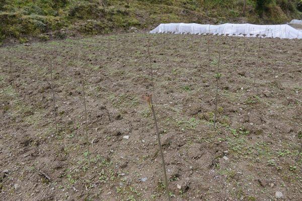 香椿科學種植技術