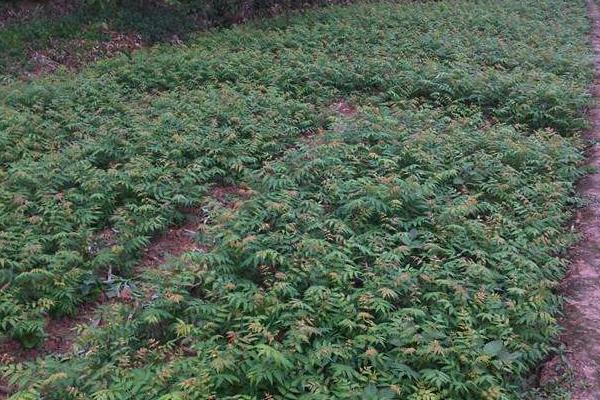 香椿科學種植技術