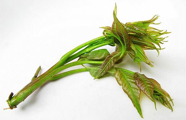 香椿種植經濟效益分析