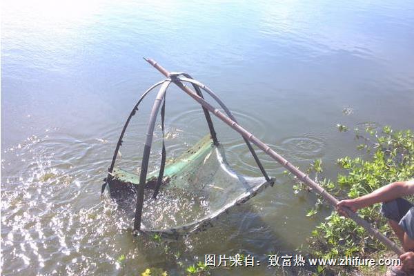 淡水養蝦的成本和利潤