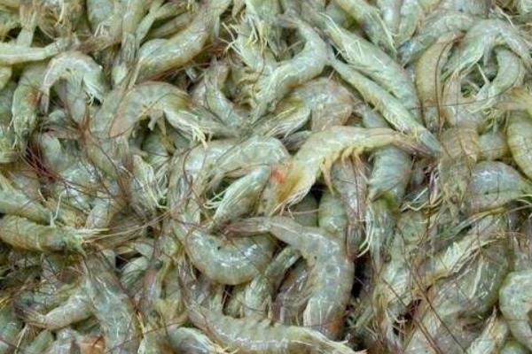 淡水養蝦的成本和利潤