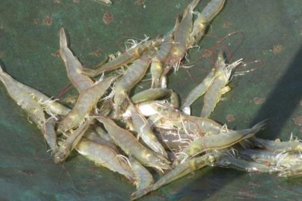 淡水養蝦的成本和利潤