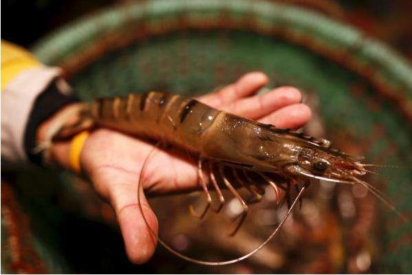 淡水養蝦的成本和利潤