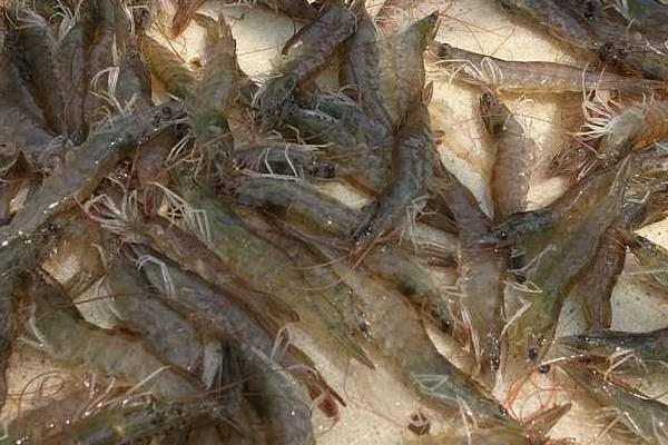 淡水養蝦的成本和利潤