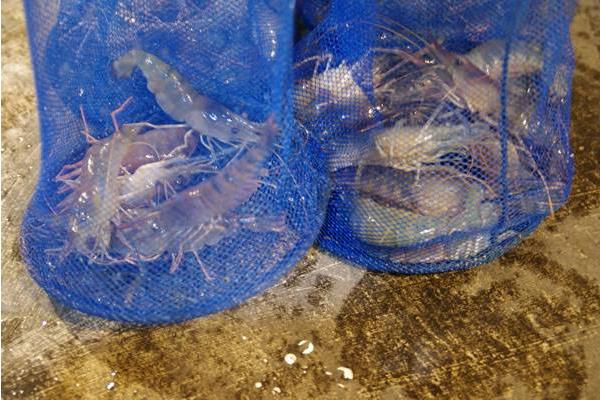 淡水養蝦的成本和利潤