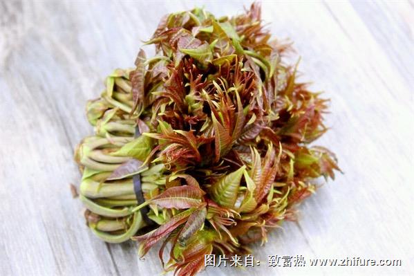 香椿的栽培技術