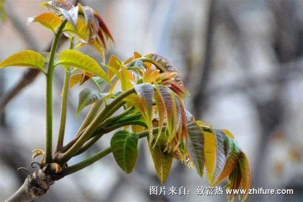 香椿苗栽培技術