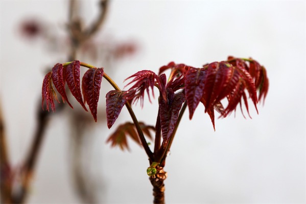 香椿苗栽培技術