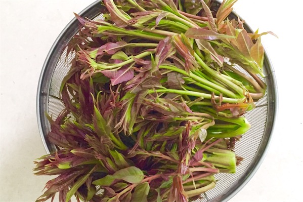 香椿苗栽培技術