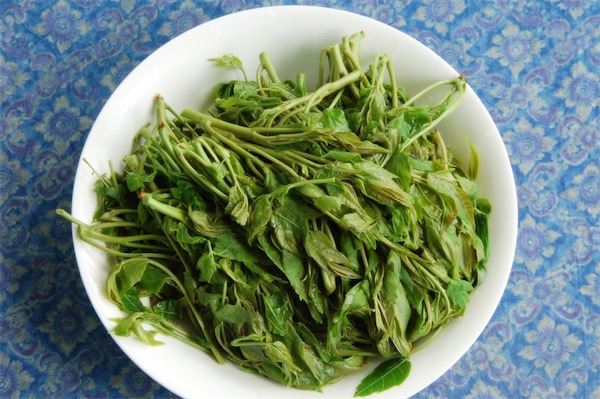 香椿苗栽培技術