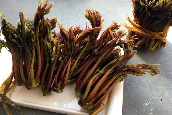 香椿苗栽培技術