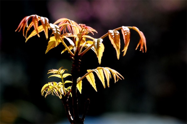 香椿的栽培技術