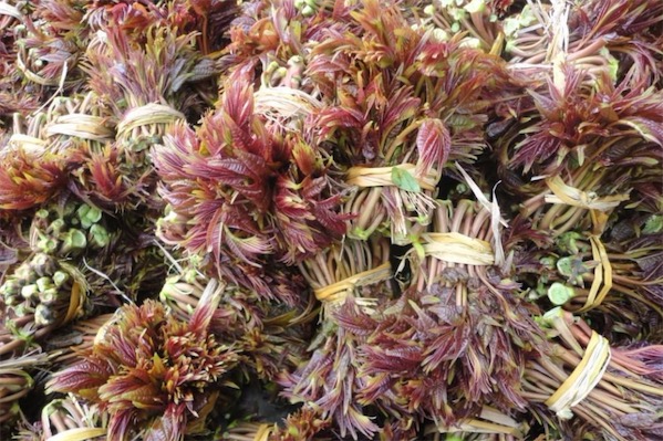 香椿的栽培技術