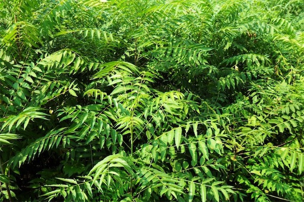 香椿的栽培技術