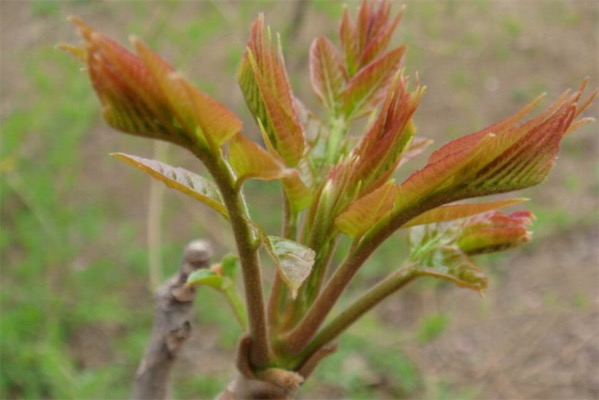香椿的栽培技術