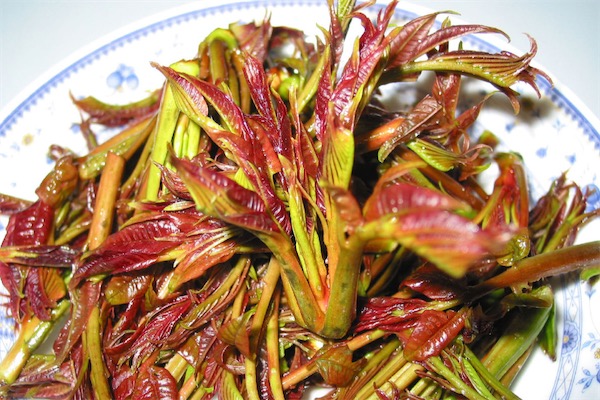 香椿苗種植方法