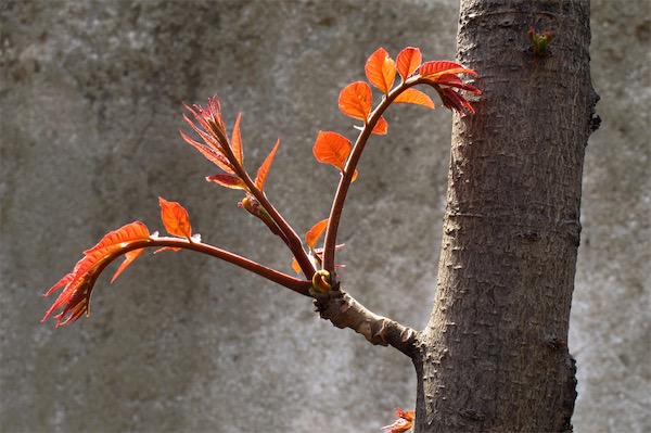 香椿苗種植方法