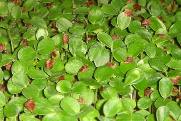 香椿苗種植方法