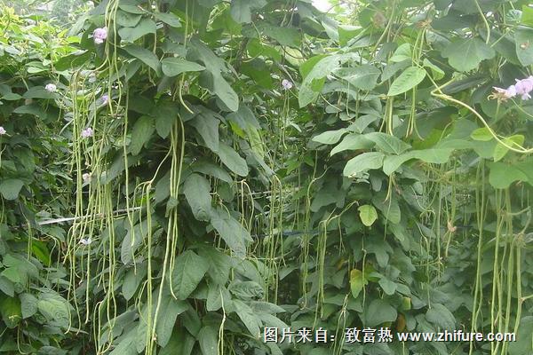 2018種豆角賺錢嗎？豆角種植的利潤與投資成本及前景預(yù)測