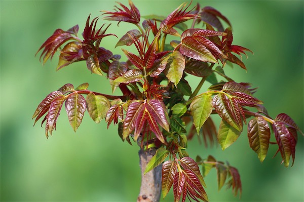 香椿怎么種植