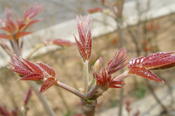香椿怎么種植