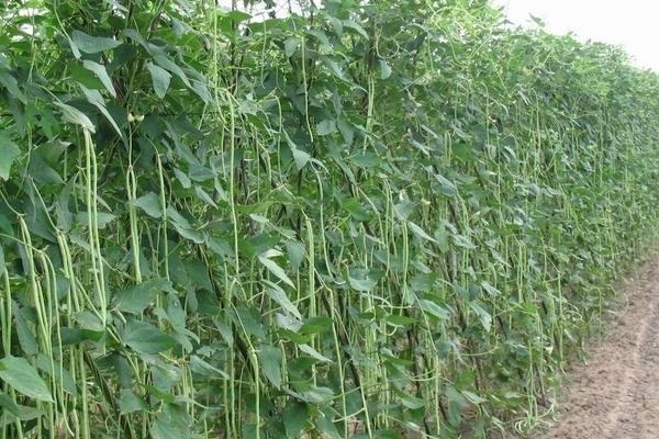 2018種豆角賺錢嗎？豆角種植的利潤與投資成本及前景預(yù)測