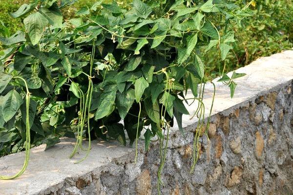 2018種豆角賺錢嗎？豆角種植的利潤與投資成本及前景預(yù)測