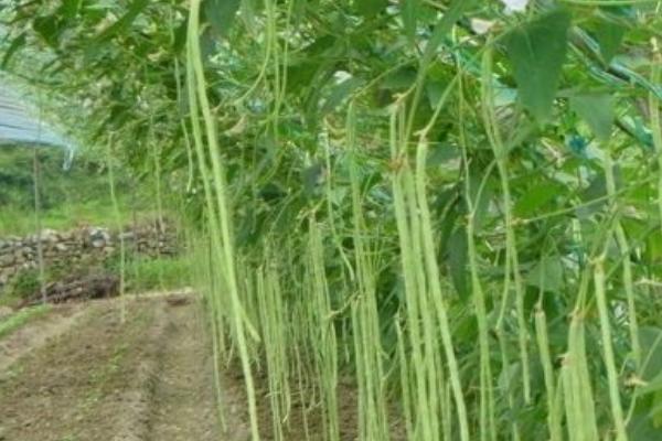 2018種豆角賺錢嗎？豆角種植的利潤與投資成本及前景預(yù)測