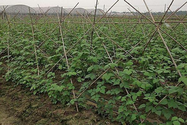 2018種豆角賺錢嗎？豆角種植的利潤與投資成本及前景預(yù)測