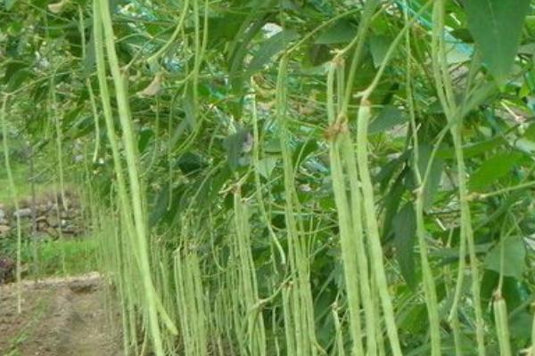 2018種豆角賺錢嗎？豆角種植的利潤與投資成本及前景預(yù)測