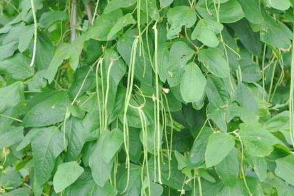 2018種豆角賺錢嗎？豆角種植的利潤與投資成本及前景預(yù)測