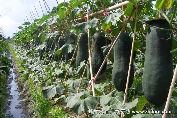 2018種冬瓜賺錢嗎？冬瓜種植的利潤與投資成本及前景預測