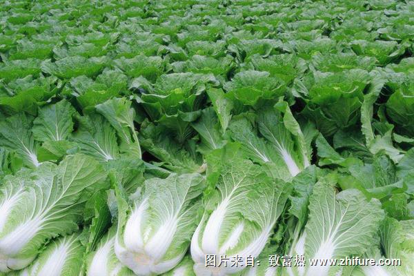 2018種白菜賺錢嗎?白菜種植的利潤與投資成本及前景預(yù)測