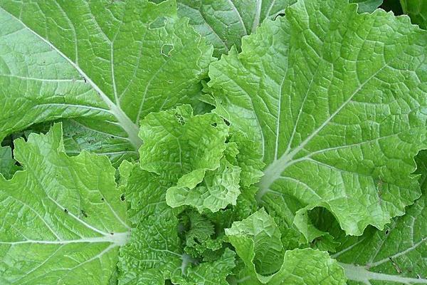 2018種白菜賺錢嗎?白菜種植的利潤與投資成本及前景預(yù)測