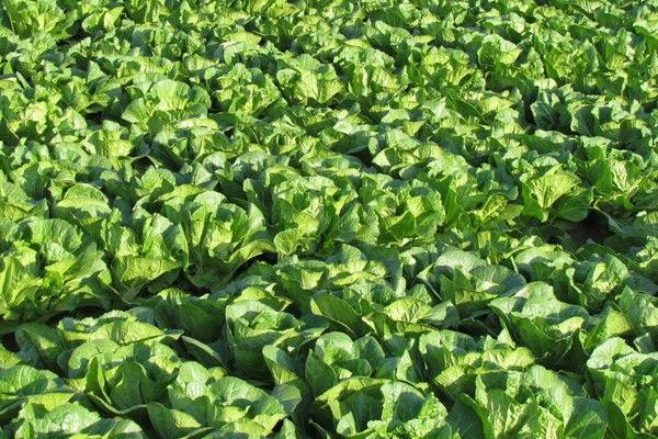 2018種白菜賺錢嗎?白菜種植的利潤與投資成本及前景預(yù)測