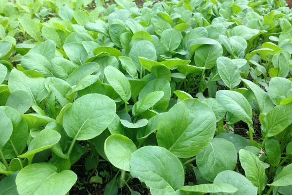 2018種白菜賺錢嗎?白菜種植的利潤與投資成本及前景預(yù)測