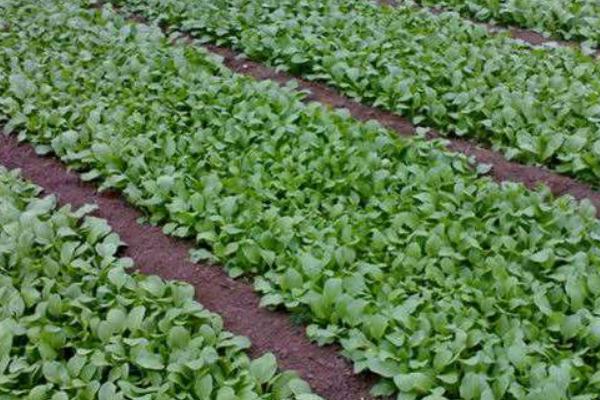 2018種白菜賺錢嗎?白菜種植的利潤與投資成本及前景預(yù)測