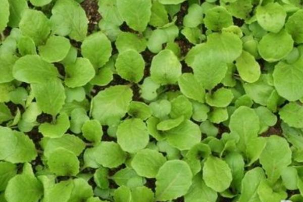 2018種白菜賺錢嗎?白菜種植的利潤與投資成本及前景預(yù)測