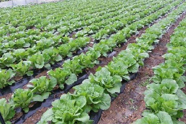 2018種白菜賺錢嗎?白菜種植的利潤與投資成本及前景預(yù)測