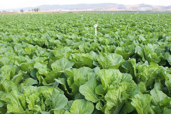 2018種白菜賺錢嗎?白菜種植的利潤與投資成本及前景預(yù)測