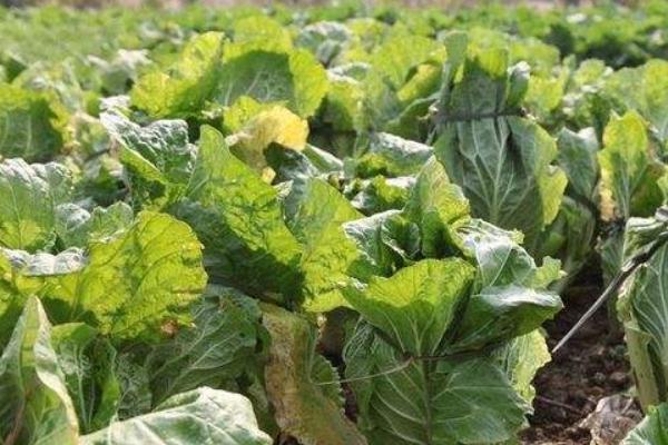 2018種白菜賺錢嗎?白菜種植的利潤與投資成本及前景預(yù)測