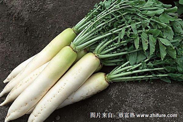 2018種蘿卜賺錢嗎?蘿卜種植的利潤與投資成本及前景預(yù)測