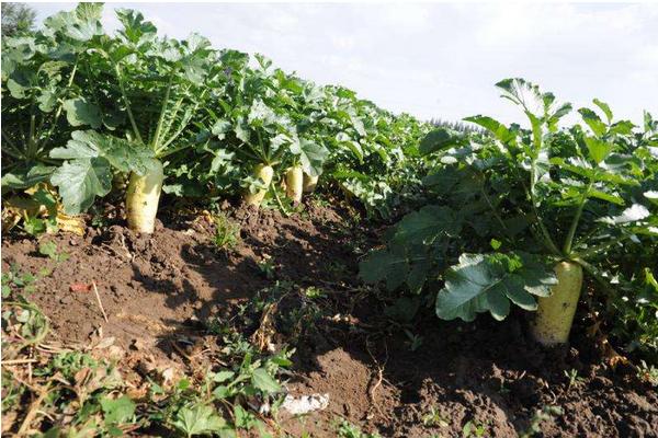 2018種蘿卜賺錢嗎?蘿卜種植的利潤與投資成本及前景預(yù)測