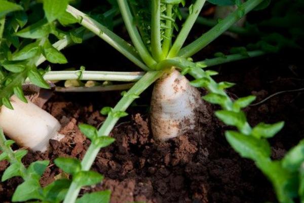 2018種蘿卜賺錢嗎?蘿卜種植的利潤與投資成本及前景預(yù)測