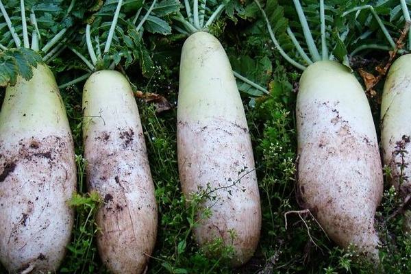 2018種蘿卜賺錢嗎?蘿卜種植的利潤與投資成本及前景預(yù)測