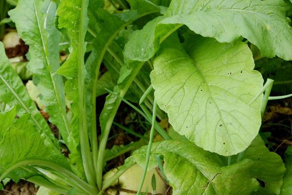 2018種蘿卜賺錢嗎?蘿卜種植的利潤與投資成本及前景預(yù)測