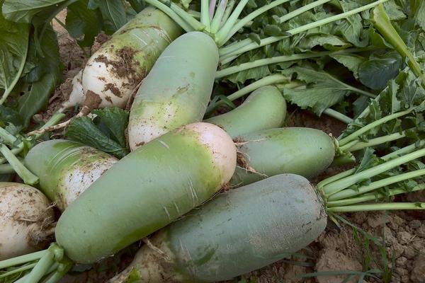 2018種蘿卜賺錢嗎?蘿卜種植的利潤與投資成本及前景預(yù)測